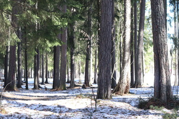 Pine forest in Scandinavia on a sunny winter day. Snow and pine trees.