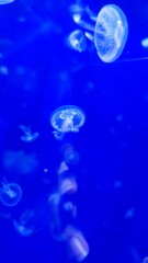 blue jellyfish 