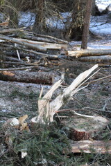 Forest felling, Forest being cut down.