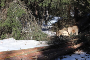 Forest felling, Forest being cut down.