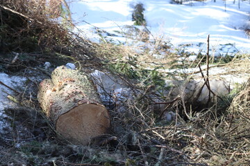 Sawn wood lies in the forest. Pine that was just sawn.