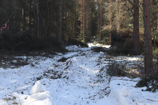 Forest felling, Forest being cut down.
