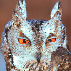collared scops-owl