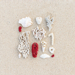 Seashells and red white corals on sand beach. Minimal pattern at sunlight. Summer vacation concept....