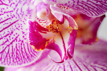 Branch of beautiful pink Phalaenopsis orchid isolated on white