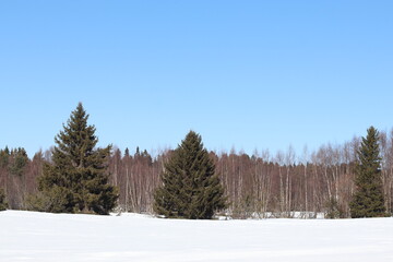 winter forest in the snow