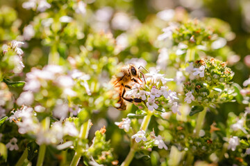 abeille butinant des fleurs 
