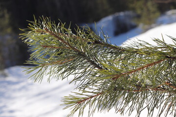 Pine twig on a sunny winter day. Christmas ornament.