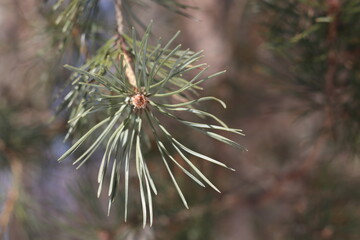 Naklejka na ściany i meble Pine twig on a sunny winter day. Christmas ornament.