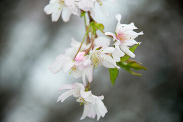 tree branch with cherry 's flowers