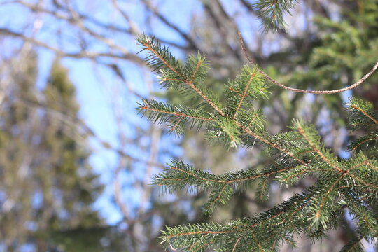Pine twig on a sunny winter day. Christmas ornament.