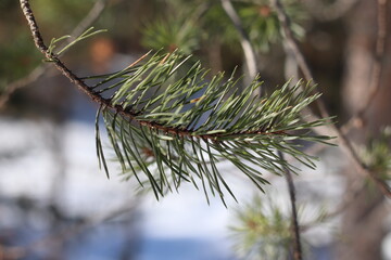 Pine twig on a sunny winter day. Christmas ornament.