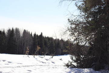 witer forest. Snow and trees.