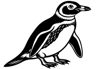 Naklejka premium African-penguin--vector-illustration