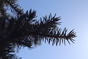 Spruce twig on a sunny winter day. Christmas ornament.