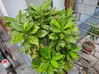 croton plant in the garden © Benz