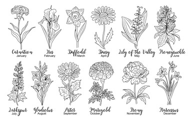 Set of flower line art vector. Carnation, daffodil, larkspur, lily of the valley, iris, gladiolus, aster, marigold hand drawn black ink drawings. Birth month flowers for jewelry, tattoo, logo design.