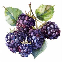 Watercolor illustration of ripe blackberries, professional design on white background