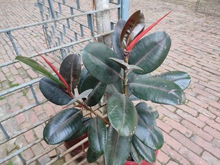 Ficus Elastica known as rubber bush