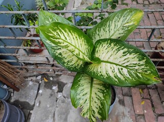 Dieffenbachia amoena plant in the garden