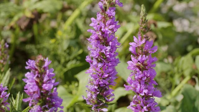 The Southern Urals, flowering purple loosestr (Lythrum salicaria) on the riverbank.