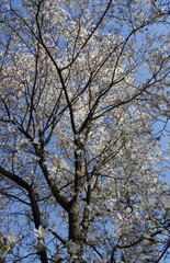 Photo of a huge flowering magnolia tree densely covered with white flowers against a blue sky