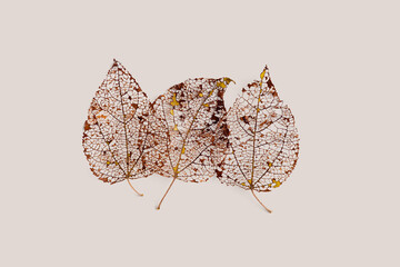 Golden brown skeletonized leaf on beige background, autumn leaves creative pattern. Beauty nature...