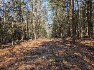 a trail passing through a forest with leaves covering the ground and rocks strewn about