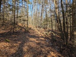 a trail passing through a forest with leaves covering the ground and rocks strewn about