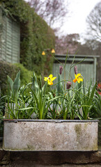 Spring bulbs flowering in a tin tub in a garden