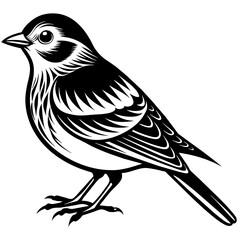    Bird vector illustration.

