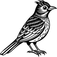    Bird vector illustration.
