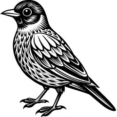    Bird vector illustration.
