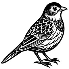    Bird vector illustration.

