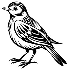    Bird vector illustration.
