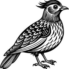    Bird vector illustration.
