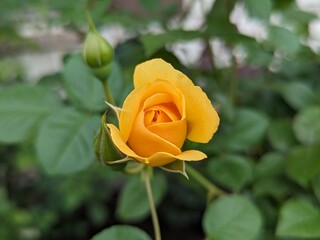 yellow rose on green background