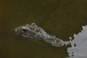 Close up salt crocodile is show head in river