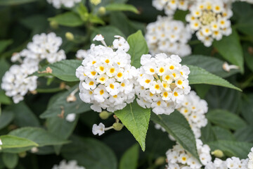 Beautiful white Lantana flowers.