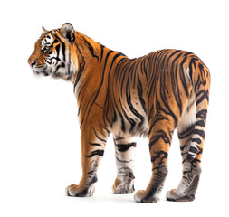 Fototapeta premium Majestic Tiger Standing Isolated on White