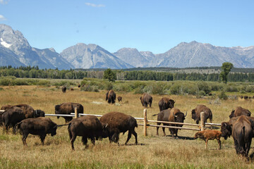 Herd of bison grazing with Grand Tetons in the background, Grand Teton National Park Wyoming USA  © Judith