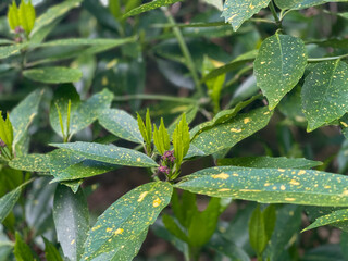 Spotted laurel plant 