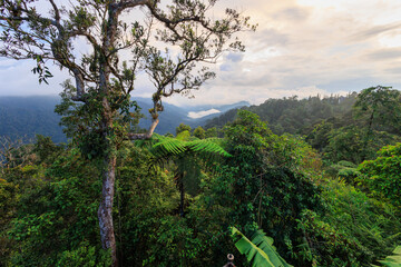 Dense Malaysian mountain jungle at Bukit Fraser - 778325488