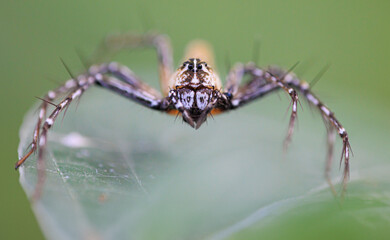 Yellow jumping spider portrait genus Hamadruas, Thailand - 778325622