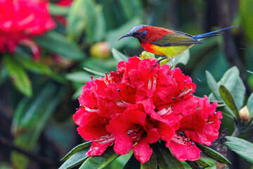 Colorful sunbird on wild rhododendron red flowers, Thailand - 778325626
