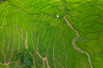 Aerial top view of the ricefield of Bo Kluea, Nan Province, Thailand - 778325630