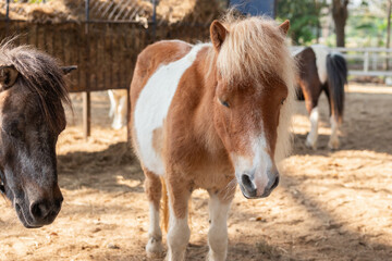 Cute little pony in the animal farm