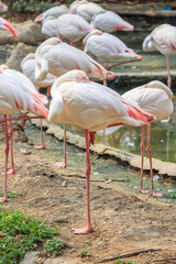 Beautiful flamingo bird stand in the pond