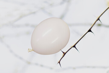 white balloon flying rests on a plant thorn in danger of bursting, abstract concept