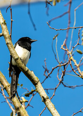 Magpie (Pica pica) - Europe, Asia & parts of North Africa & North America
